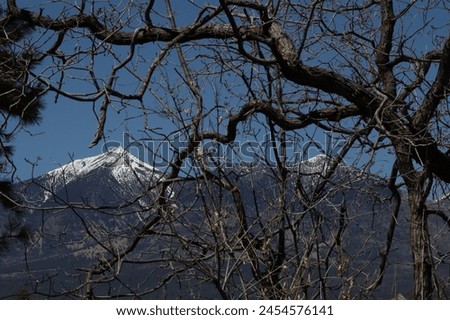 Snowcapped Mt Humphrey viewed through leafless box elder tree. Royalty-Free Stock Photo #2454576141