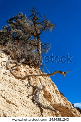 Conifers and other drought-resistant plants grow on the clay and stone rocks of the mountain at the pass in the Sierra Nevada Mountains, California, USA Royalty-Free Stock Photo #2454581243