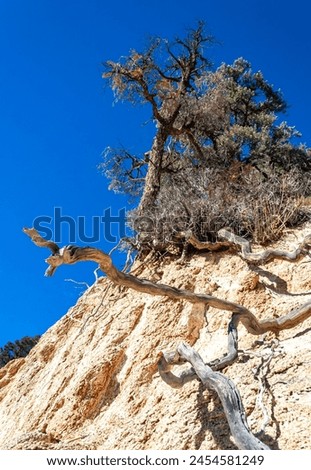 Conifers and other drought-resistant plants grow on the clay and stone rocks of the mountain at the pass in the Sierra Nevada Mountains, California, USA Royalty-Free Stock Photo #2454581249