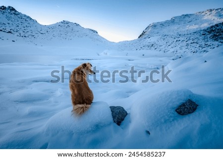 Brown dog has eyes closed and sits in a wintry snowy landscape in the mountains. Dog in the Swiss mountains..