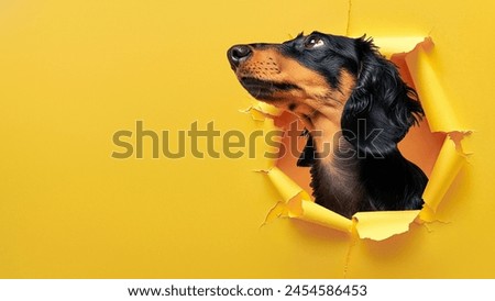 A curious Dachshund attentively peeks from a tear in yellow paper, showing alertness and interest