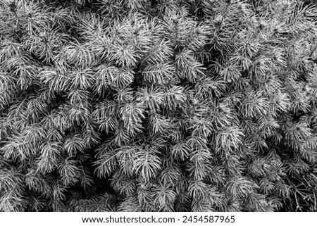 Background from pine branches with needles for publication, design, poster, calendar, screensaver, wallpaper, postcard, banner, cover, website. Toned high quality photography