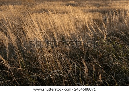 Dry grass background. Autumn landscape of an overgrown field for publication, poster, calendar, post, screensaver, wallpaper, postcard, cover, website. High quality photography