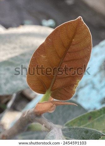 A big brown colour leaf
