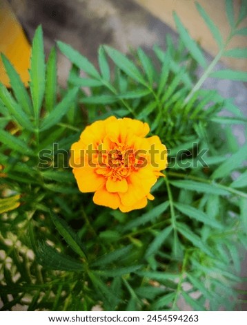 A beautiful view of the yellow flower 