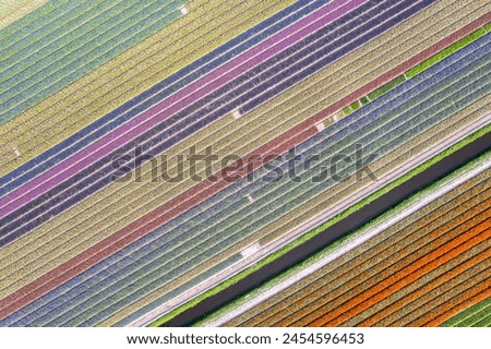 Aerial view of colorful Tulips and Hyacinth fields diagonal pattern during spring time in the Netherlands.