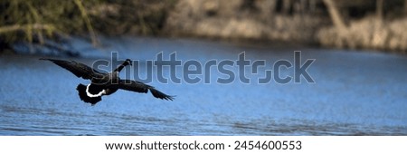 Nature and hunting of flying black goose in the bird sanctuary over the calm blue lake