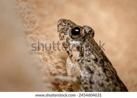 MAcro Photos of Frog in clean background