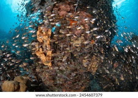 Cardinalfish swarm around a biodiverse coral bommie in Raja Ampat, Indonesia. This tropical region is known as the heart of the Coral Triangle due to its incredible marine biodiversity. Royalty-Free Stock Photo #2454607379
