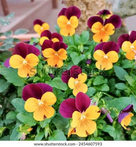Johnny jump up: a species of Violets, its botanical name is Viola tricolor. Royalty-Free Stock Photo #2454607593