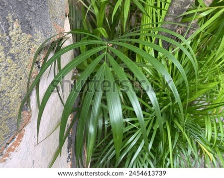Parlor Palm. Parlor palm in the yard