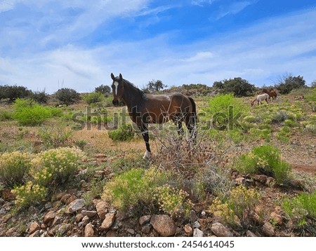 Beautiful brown horse in desert