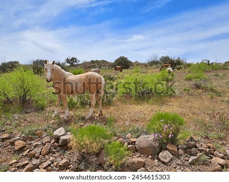 Grazing horses on Arizona desert hillside