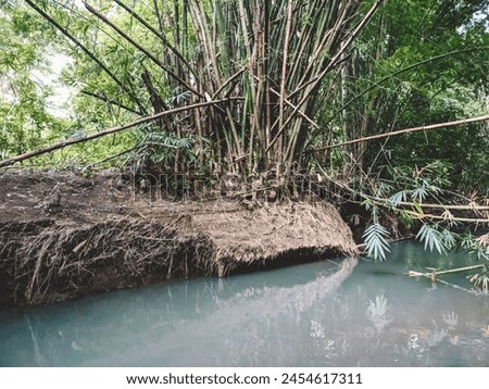 Bamboo trees grow around river basins to protect the land from floods and landslides Royalty-Free Stock Photo #2454617311