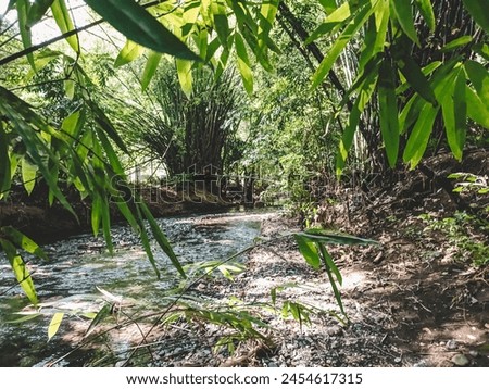 Bamboo trees grow around river basins to protect the land from floods and landslides Royalty-Free Stock Photo #2454617315