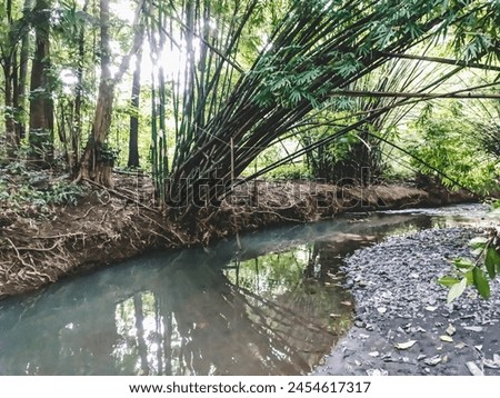 Bamboo trees grow around river basins to protect the land from floods and landslides Royalty-Free Stock Photo #2454617317