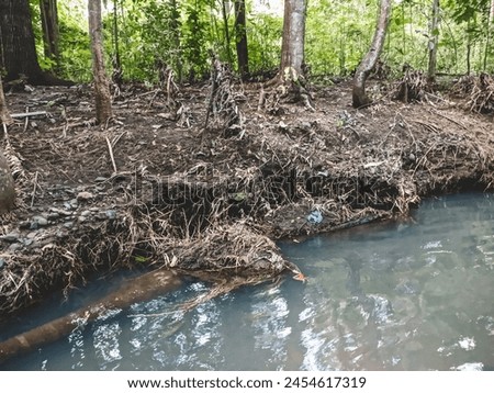 Bamboo trees grow around river basins to protect the land from floods and landslides Royalty-Free Stock Photo #2454617319