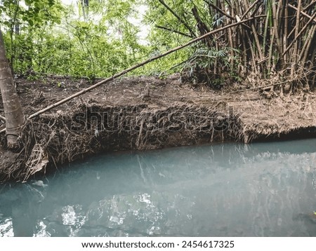 Bamboo trees grow around river basins to protect the land from floods and landslides Royalty-Free Stock Photo #2454617325