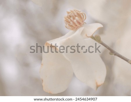 A white magnolia flower past full blooming time in Edwards Gardens. Royalty-Free Stock Photo #2454634907