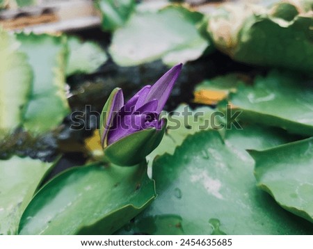 Beautiful of purple lotus flowers tropical with green leaves