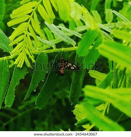 Small insects hide among the leaves