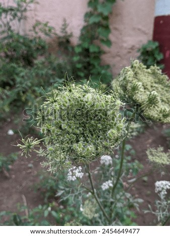 a picture of wild carrot plant 