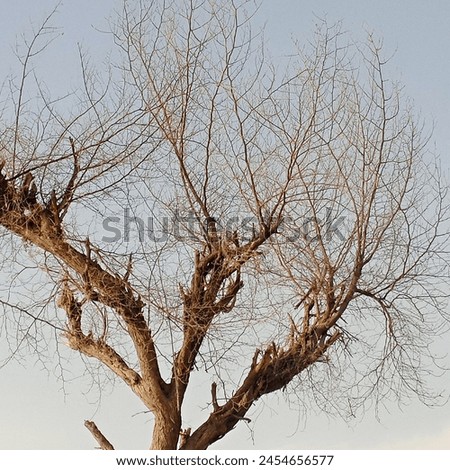 summer stock photo of dried tree branches with sunlight. Are you looking to find one or are you describing one you've found?