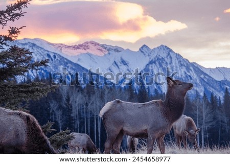 Wild Elk in Banff and Mount Assiniboine Area, Wildlife, Canadian Rockies, Mount Assiniboine, elk, wildlife, majestic, wilderness, nature, scenic, beauty, landscape, mountains, national park, canada