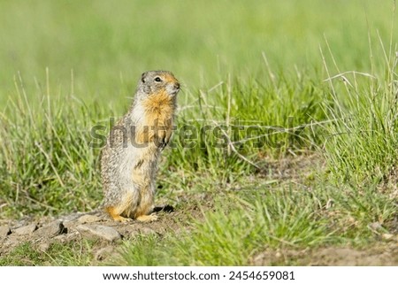 A small furry Columbian Ground Squirrel sits up on its hind legs at the Turnbull Wildlife Refuge near Cheney, Washington. Royalty-Free Stock Photo #2454659081