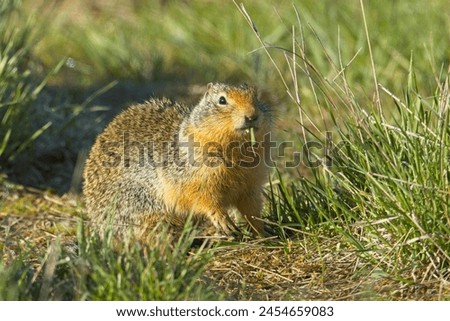 A cute Columbian Ground Squirrel is outside of its burrow eating a blade of grass at the Turnbull Wildlife Refuge near Cheney, Washington. Royalty-Free Stock Photo #2454659083