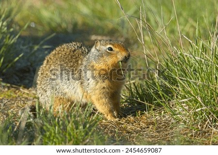 A cute Columbian Ground Squirrel is outside of its burrow eating a blade of grass at the Turnbull Wildlife Refuge near Cheney, Washington. Royalty-Free Stock Photo #2454659087
