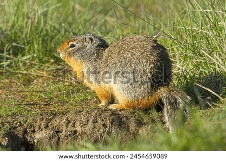A small Columbian Ground Squirrel sits next to its burrow at the Turnbull Wildlife Refuge near Cheney, Washington. Royalty-Free Stock Photo #2454659089