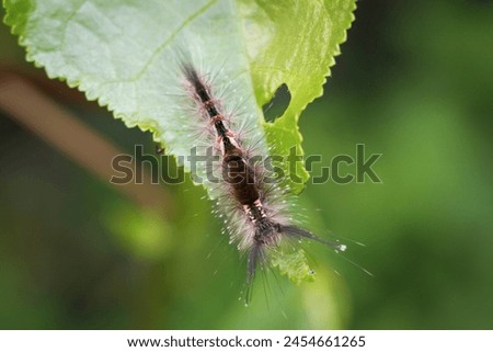 Close up of Caterpillar moth, Hairy caterpillar, blurred background