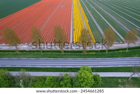 Scenic landscape of Colorful Tulip fields at full bloom along the road side in the Netherlands.