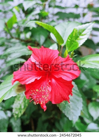 Red hibiscus rosa blooming time Royalty-Free Stock Photo #2454672045