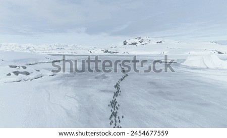 Penguins Migration Through Antarctica Peninsula. Aerial Drone Flight Over Snow, Ice Covered Surface. Gentoo Penguins Walking On Frozen Land. Polar Mountains Background. Winter Landscape.