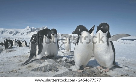 Battle Of Two Penguins. Fight In Close-up View. Antarctica Polar Landscape. Adelie Penguins Colony On Snow Covered Land. Instincts Of Wild Animals. Mighty Antarctic Mountains Background.