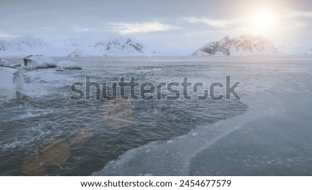 Aerial flight over swimming penguins at Antarctica sunset. Drone of Gentoo penguins colony in polar ocean water. Snow covered mountains background. Ice cold environment.