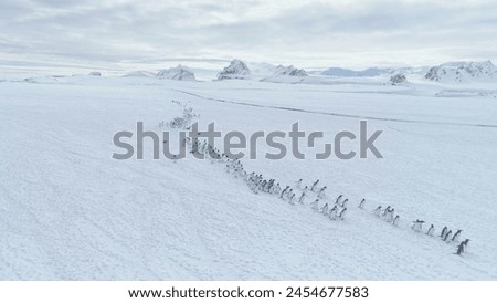 Migration Of Penguins Colony. Antarctica Aerial Flight Over Snow Covered Land. White Winter Landscape. Instincts Of Wild Animals Gentoo Penguins In Harsh Climate. Polar Background.