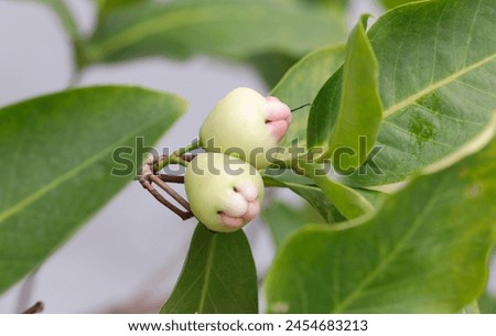 Fresh Syzygium aqueum on the tree. rose apple or bell apple or water apple. chomphu, Malabar plum on the tree Royalty-Free Stock Photo #2454683213