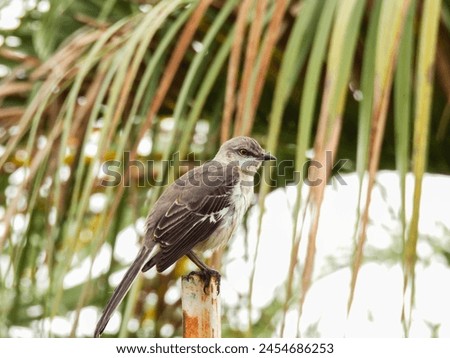 A northern mockingbird perched on a post in Florida