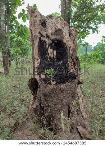 Burnt tree trunks have become a place for termite nests in the garden behind the house.