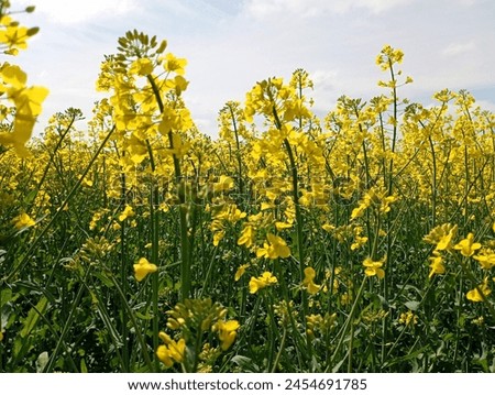 Macro shot of blooming yellow rapeseed in a field against a clear blue sky. Bright yellow rapeseed flowers. The topic of growing agricultural crops for technical purposes. Royalty-Free Stock Photo #2454691785