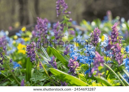 A spring meadow of flowers. Blue snowdrops and purple crested blossomed in the spring forest. Bright sunlight illuminates the clearing. A light breeze stirs the flowers The concept of awakening spring Royalty-Free Stock Photo #2454693287