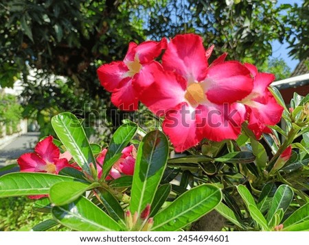 Frangipani, frangipani, or semboja is a group of plants in the genus Plumeria. The flowers have a very distinctive aroma, with a white to purplish red crown. Royalty-Free Stock Photo #2454694601