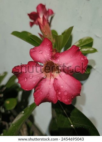 Frangipani, frangipani, or semboja is a group of plants in the genus Plumeria. The flowers have a very distinctive aroma, with a white to purplish red crown. Royalty-Free Stock Photo #2454695043