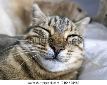 Cute tabby cat under gray plaid. Pet warms under a blanket in cold winter weather. a gray and white cat sleeping under a blanket. Pets friendly and care concept. domestic cat on sofa. Portrait Cat Royalty-Free Stock Photo #2454695483