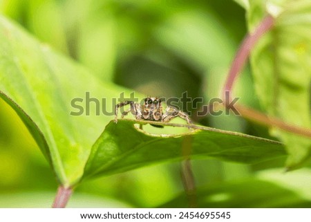 Cute little jumping spider try to hide behind the leaf while taking its photo.