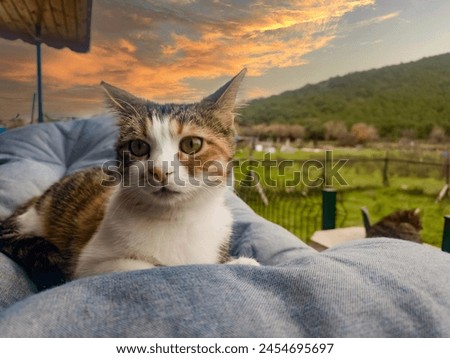 Cat lying, sleeping, relaxing, resting, looking on the pillow, bed, or sofa, in the background the sunset. Pet, cat portrait in outside nature on the terrace. Pets friendly and care concept.