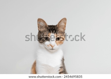 Pet portrait. beautiful three color cat with yellow, green eyes and an attentive look, isolated white background. for backgrounds or articles that need a soft, fluffy, cute cat, cuddly